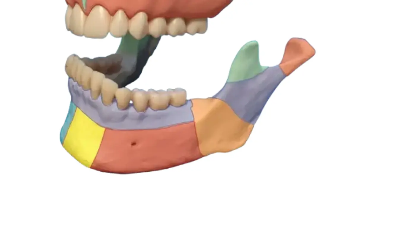 mandibular